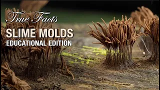 True Facts Slime Molds: Educational Edition