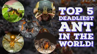Top 5 Most Dangerous Ant in the World