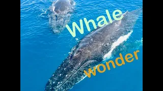 whale wonder