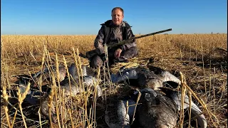 Amazing goose hunting. The best hunt of my life. A unique hunting farm in Kazakhstan.