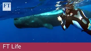 Free-diving with sperm whales off the coast of Dominica