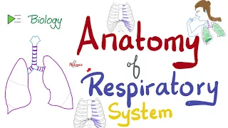 Anatomy of the Respiratory System | An Overview | Biology Playlist