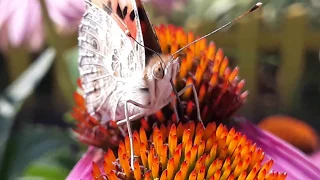 Бабочка-крапивница завтракать изволит. Butterfly eats.