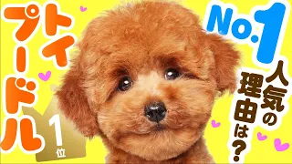 Toy Poodle ｜ TOP100 Cute dog breed video