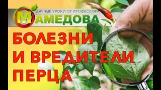 🔥 Болезни и Вредители ПЕРЦА СЛАДКОГО и ОСТРОГО