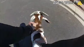 Officers wrangle runaway goats on wild chase