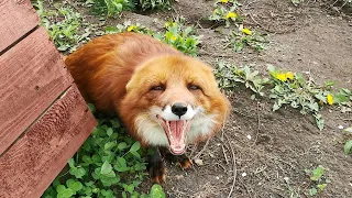 Доброе утро 🌞 лис Альф - Happy Sunday from Alf the Fox