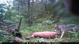 Wisconsin Gray Wolf in the Chequamegon-Nicolet National Forest