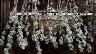How to Hang Dry Weed - EASY Guide on Drying Cannabis Perfect