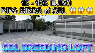 EXPENSIVE BIRD OF CONG. CBL | GALANG BROTHERS LOFT TV |