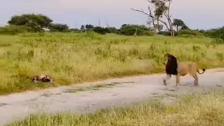 Super Black Mane Male Lion chased away Young Male Lions & Hyenas over Kill | Okavango Delta