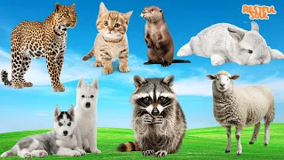 Cute Little Farm Animal Sounds: Leopard, Cat, Otter, Rabbit, Dog, Raccoon, Sheep - Animal Video