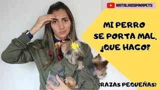 Cómo mejorar el mal comportamiento de un perro de raza pequeña- Tips by Natalia Ospina