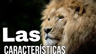 Características de un León 🦁