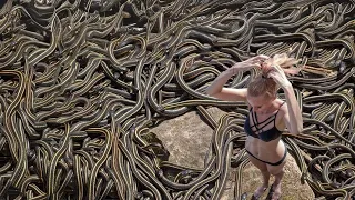 Most Dangerous Snake Island On The Planet