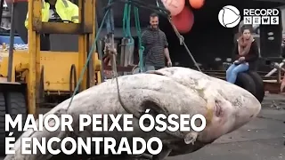 Maior peixe ósseo já registrado é encontrado em Portugal