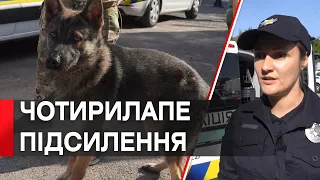 В Україну прибула третя партія службових собак з країн Європи