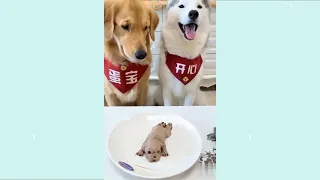 Cute and Funny Dogs Compilation #1