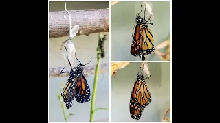 Monarch Butterfly Eclose ~ Emerging from Chrysalis