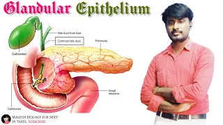 Chapter 3 Glandular epithelium Class 11 | Neet biology @MAGESHBIOLOGY