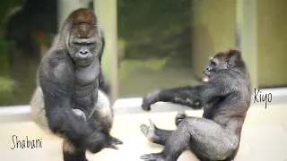 Silverback Gorilla Makes His Son Mad | The Shabani Group