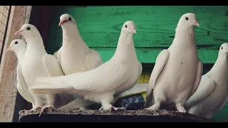 Линия долголетных-высоколетных Бакинских голубей / Моя птица / Начало сезона 2021