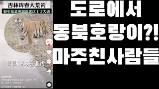 도로에서 시베리아 호랑이와 마주친 사람들 | 범 | 동북범 | tiger |