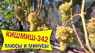 🔴🔴Кишмиш для севера / Кишмиш 342 плюсы и минусы