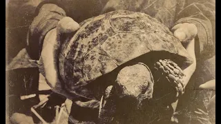 Torty the Tortoise: ANZAC Day Vet