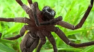 Big Frisky Spider Attacks Grumpy Daddy