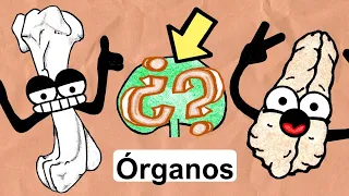 Órganos del Sistema Inmunológico | Médula Ósea, Timo, Linfonodos...