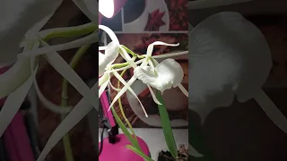 Brassavola nodosa "Panama".цветение и уход.мать и дочь