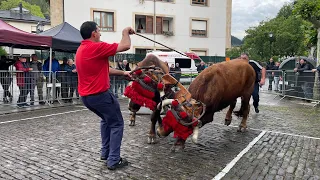 2024ko San Isidro jaietako idi-probak Zeanurin