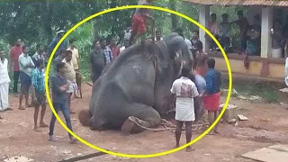 കൊലയാളി ആനയ്ക്ക് പാപ്പാന്മാർ വിഷം നൽകി നരകിപ്പിച്ചു കൊലപെടുത്തി | Elephant video | Aanakathakal