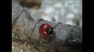Fantastica Coccinella - Wonderful Ladybird