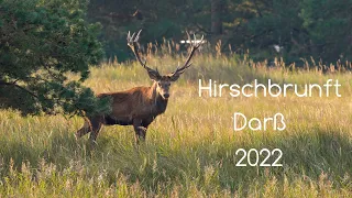 Hirschbrunft auf dem Darß 2022 4K