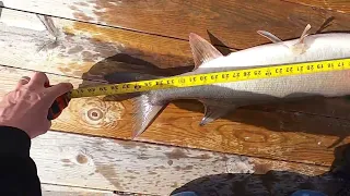 pb musky fishing off docks at  cj brown reservoir