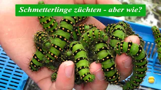 Schmetterlinge züchten - aber wie?