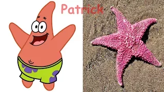 SpongeBob SquarePants In Real Life | Spongebob Characters In Real Life 2017