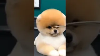 bichon frise puppy having haircut so cute🥺🐶🐾❤️