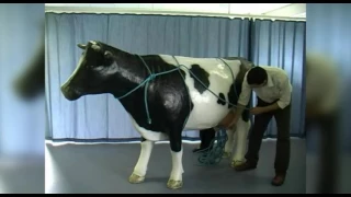 Applying ropes for casting a cow: Rueff's method using a model cow