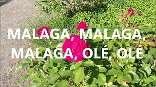 Cindy & Bert - Wenn die Rosen erblühen in Malaga (Lyrics)