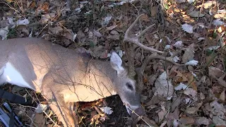 Where to hunt public in Tennessee?  Big Buck Down!