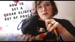 How To Get a Sugar Glider Out Of The Pouch