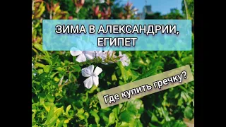 ЗИМА В АЛЕКСАНДРИИ, ЕГИПЕТ/ ДЕКАБРЬ 2019/ ГДЕ КУПИТЬ ГРЕЧКУ В АЛЕКСАНДРИИ?