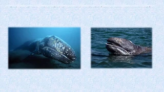 Серые киты Сахалин