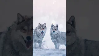 wolf wallpaper