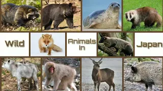 Wild Animals In Japan