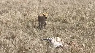 Cheetah has no idea a lioness is next to him