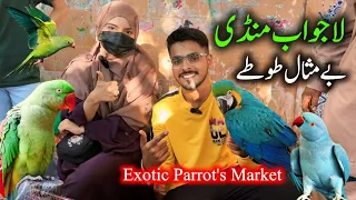 Exotic Parrots and Birds Market 2024 Latest Update in Urdu Hindi | Birds market 2024 latest video